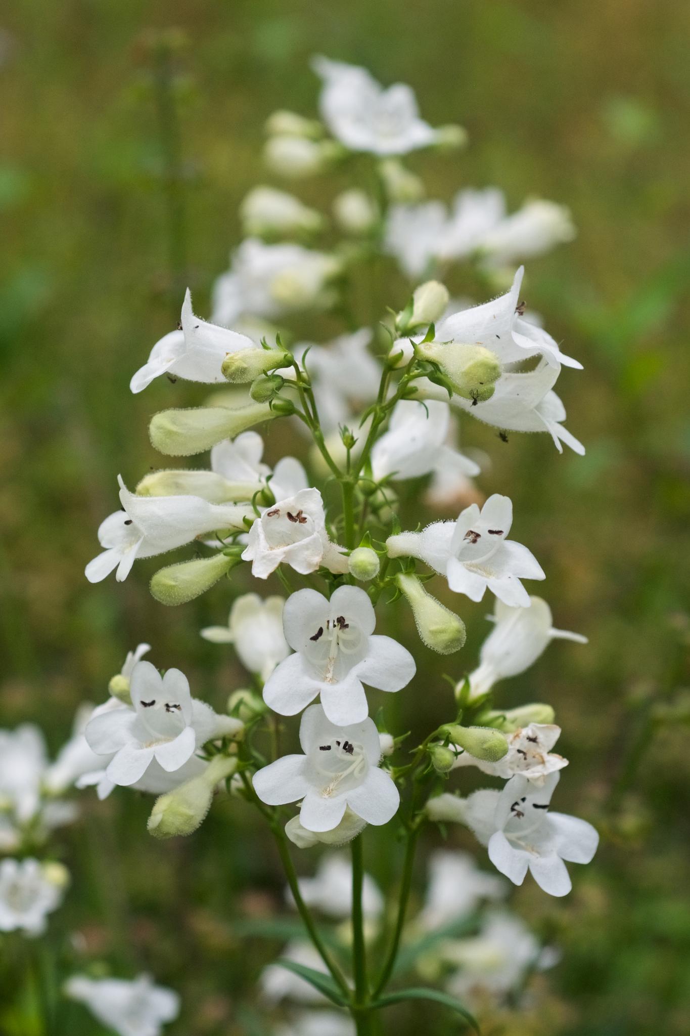 Beardtongue (https://en.wikipedia.org/wiki/Penstemon_digitalis)